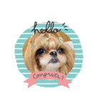 シーズー犬♡もにか②（個別スタンプ：2）