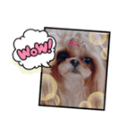シーズー犬♡もにか②（個別スタンプ：4）