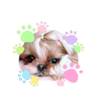シーズー犬♡もにか②（個別スタンプ：5）