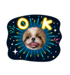 シーズー犬♡もにか②（個別スタンプ：6）