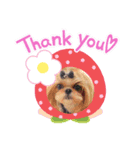 シーズー犬♡もにか②（個別スタンプ：7）