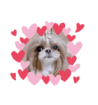 シーズー犬♡もにか②（個別スタンプ：8）