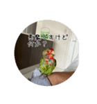 コザクラインコのわさびちゃん（個別スタンプ：1）