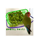 コザクラインコのわさびちゃん（個別スタンプ：2）