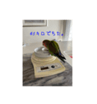 コザクラインコのわさびちゃん（個別スタンプ：3）