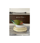 コザクラインコのわさびちゃん（個別スタンプ：4）