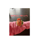 コザクラインコのわさびちゃん（個別スタンプ：5）