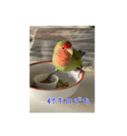 コザクラインコのわさびちゃん（個別スタンプ：6）