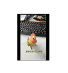 コザクラインコのわさびちゃん（個別スタンプ：7）