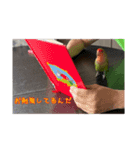 コザクラインコのわさびちゃん（個別スタンプ：8）