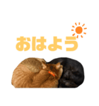 おかかとひじきの日常（個別スタンプ：7）