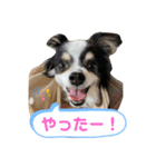 澤田家のくぅたん（個別スタンプ：3）