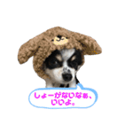 澤田家のくぅたん（個別スタンプ：4）