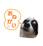 澤田家のくぅたん（個別スタンプ：9）