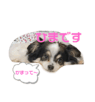 澤田家のくぅたん（個別スタンプ：10）