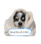澤田家のくぅたん（個別スタンプ：12）