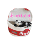 澤田家のくぅたん（個別スタンプ：13）