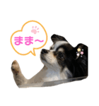 澤田家のくぅたん（個別スタンプ：16）