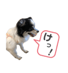 澤田家のくぅたん（個別スタンプ：17）