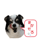 澤田家のくぅたん（個別スタンプ：20）