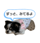 澤田家のくぅたん（個別スタンプ：22）