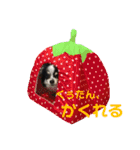 澤田家のくぅたん（個別スタンプ：23）