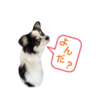 澤田家のくぅたん（個別スタンプ：24）