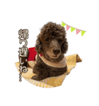 我が家のわんこスタンプ#1（個別スタンプ：7）