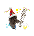 我が家のわんこスタンプ#1（個別スタンプ：16）