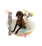 我が家のわんこスタンプ#1（個別スタンプ：20）