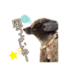 我が家のわんこスタンプ#1（個別スタンプ：21）