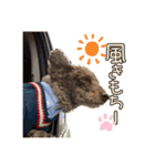 我が家のわんこスタンプ#1（個別スタンプ：22）