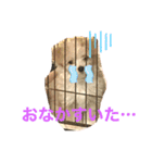マルプー犬レモンの日常2（個別スタンプ：1）