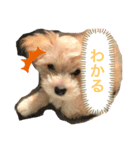 マルプー犬レモンの日常2（個別スタンプ：2）