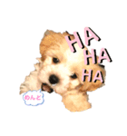 マルプー犬レモンの日常2（個別スタンプ：3）