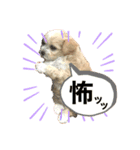 マルプー犬レモンの日常2（個別スタンプ：4）