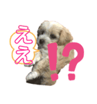 マルプー犬レモンの日常2（個別スタンプ：5）