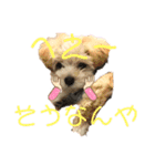 マルプー犬レモンの日常2（個別スタンプ：6）