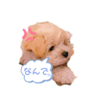 マルプー犬レモンの日常2（個別スタンプ：7）