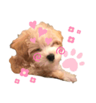 マルプー犬レモンの日常2（個別スタンプ：8）