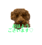 我が家のトイプー ♡誰でも使用できます♡（個別スタンプ：2）