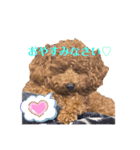 我が家のトイプー ♡誰でも使用できます♡（個別スタンプ：3）