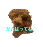 我が家のトイプー ♡誰でも使用できます♡（個別スタンプ：7）