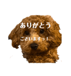 我が家のトイプー ♡誰でも使用できます♡（個別スタンプ：12）