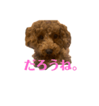 我が家のトイプー ♡誰でも使用できます♡（個別スタンプ：15）