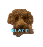 我が家のトイプー ♡誰でも使用できます♡（個別スタンプ：21）