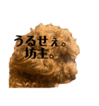 我が家のトイプー ♡誰でも使用できます♡（個別スタンプ：22）