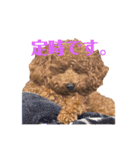我が家のトイプー ♡誰でも使用できます♡（個別スタンプ：25）