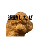 我が家のトイプー ♡誰でも使用できます♡（個別スタンプ：30）
