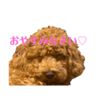 我が家のトイプー ♡誰でも使用できます♡（個別スタンプ：31）